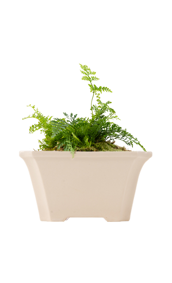 Bonsai KAKU #03