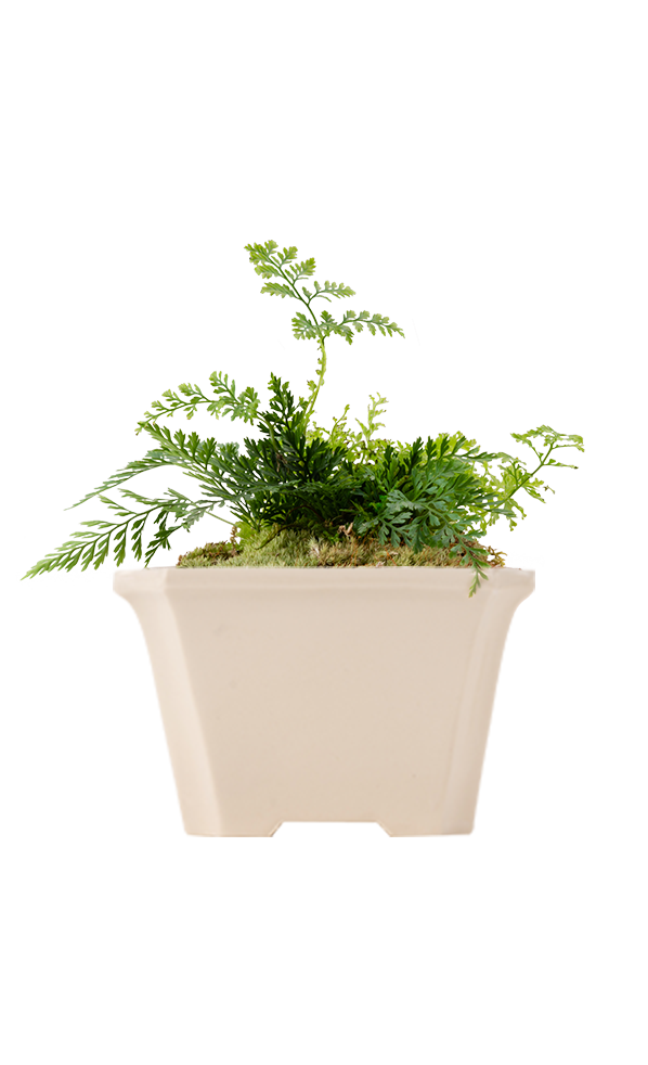 Bonsai KAKU #03