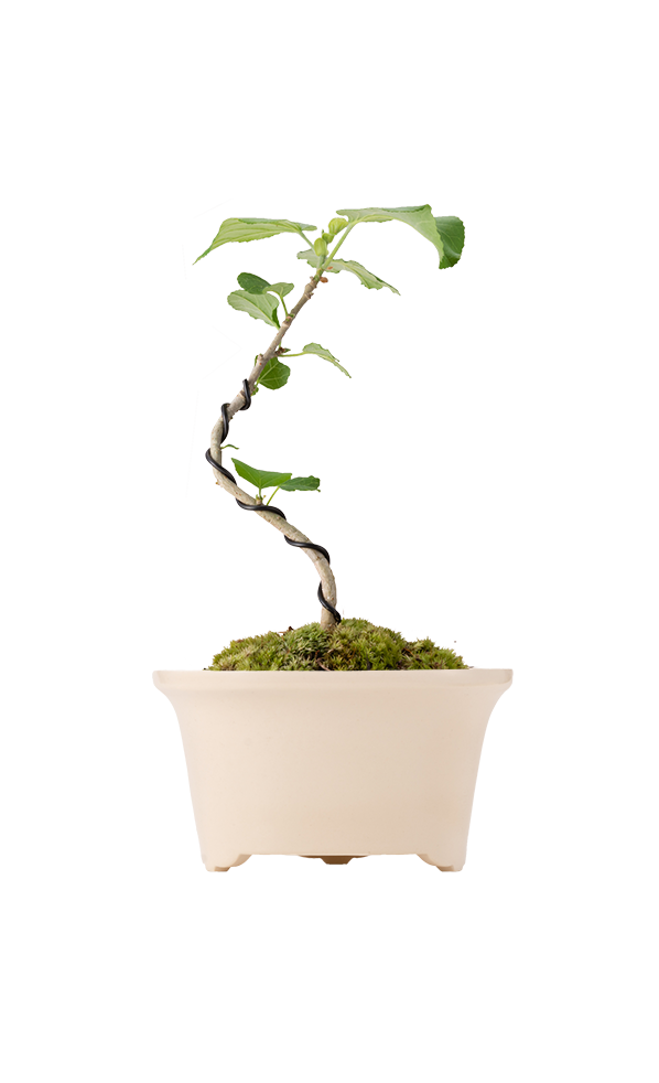 Bonsai MARU #02
