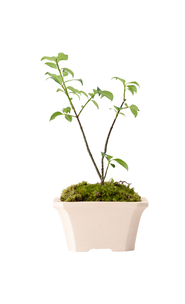 Bonsai KAKU #02