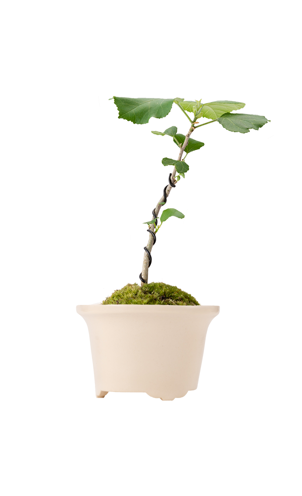Bonsai MARU #02
