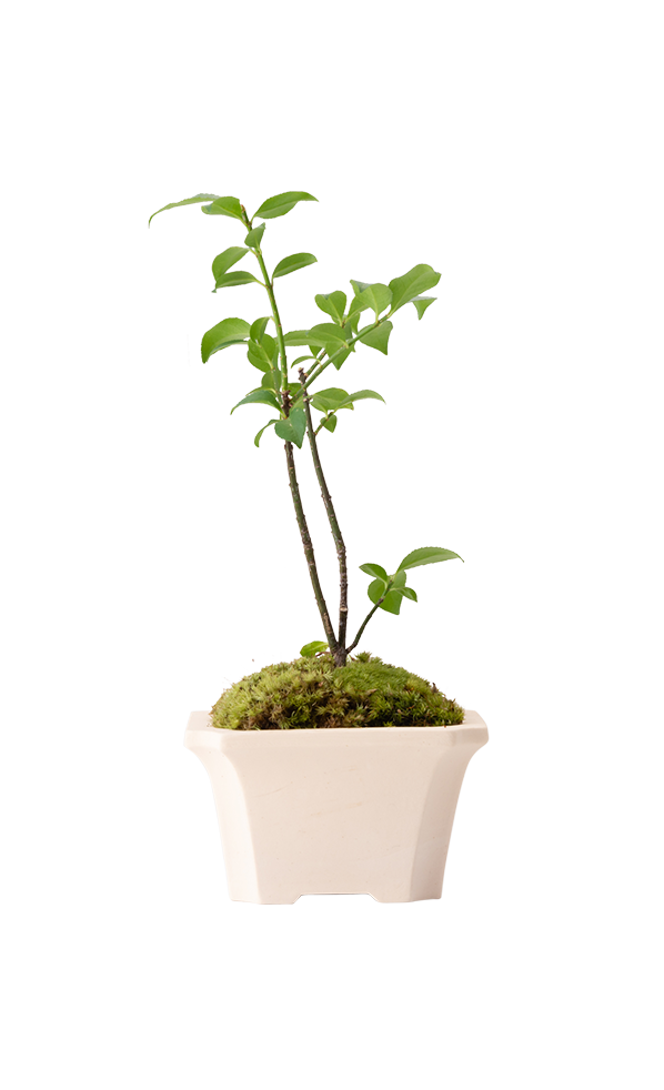 Bonsai KAKU #02