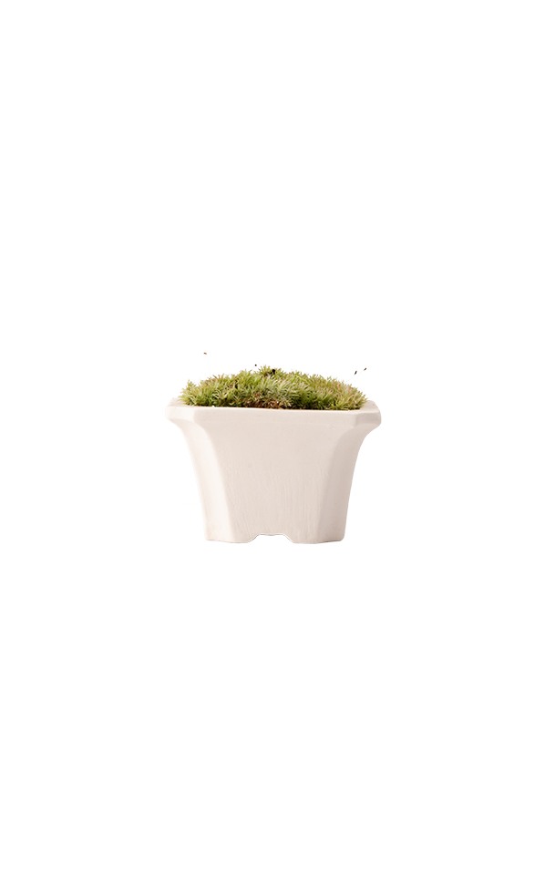 Bonsai KAKU #01