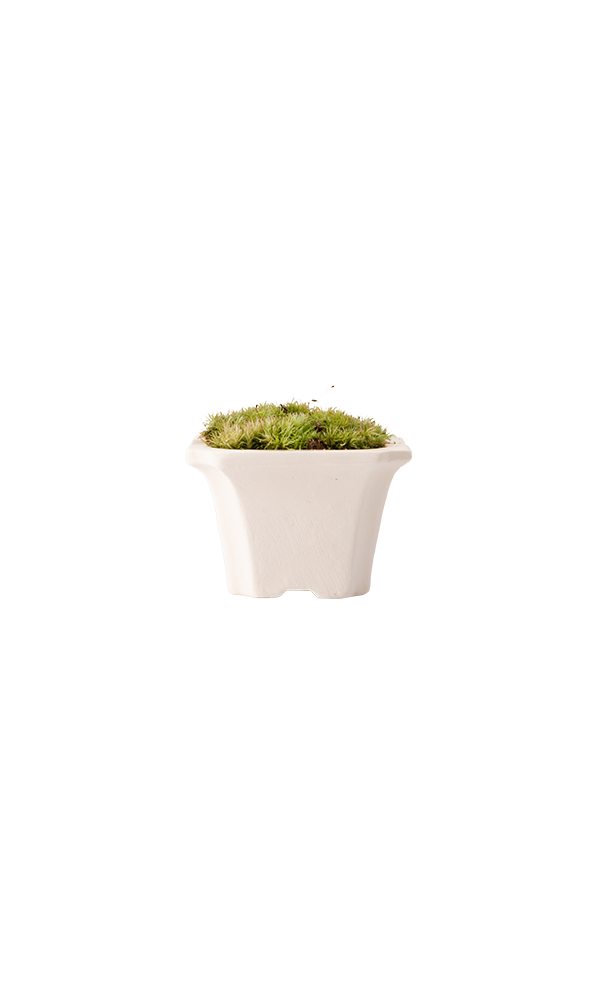 Bonsai KAKU #01