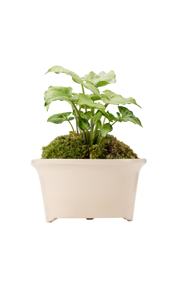 Bonsai MARU #03