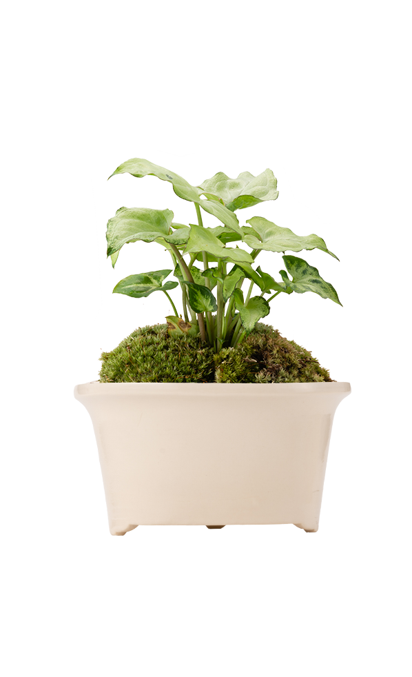 Bonsai MARU #03