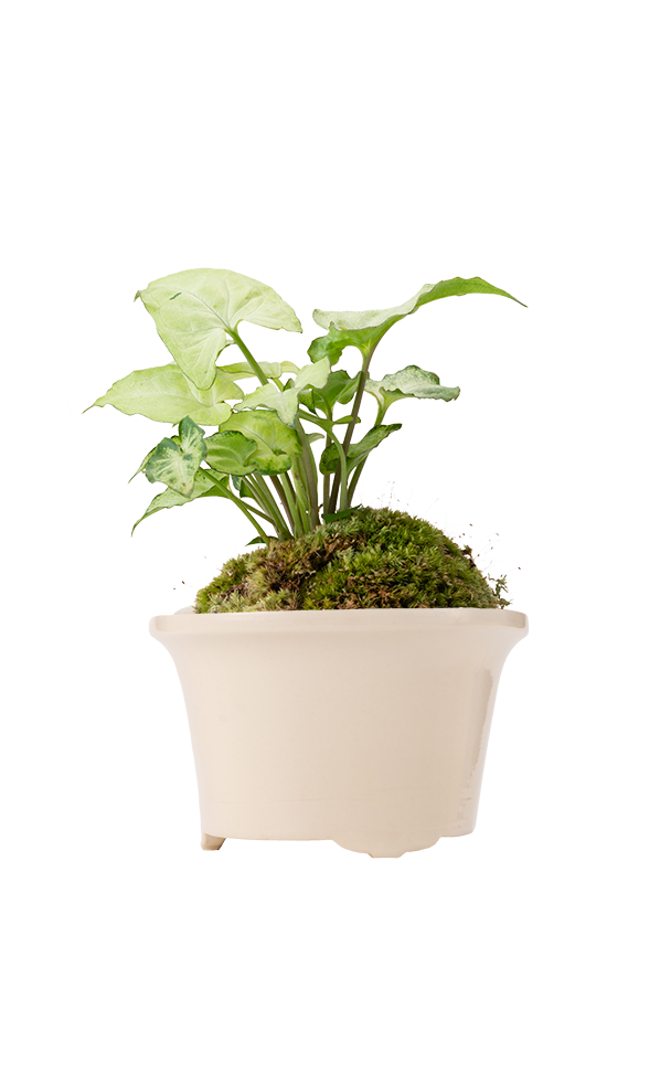 Bonsai MARU #03