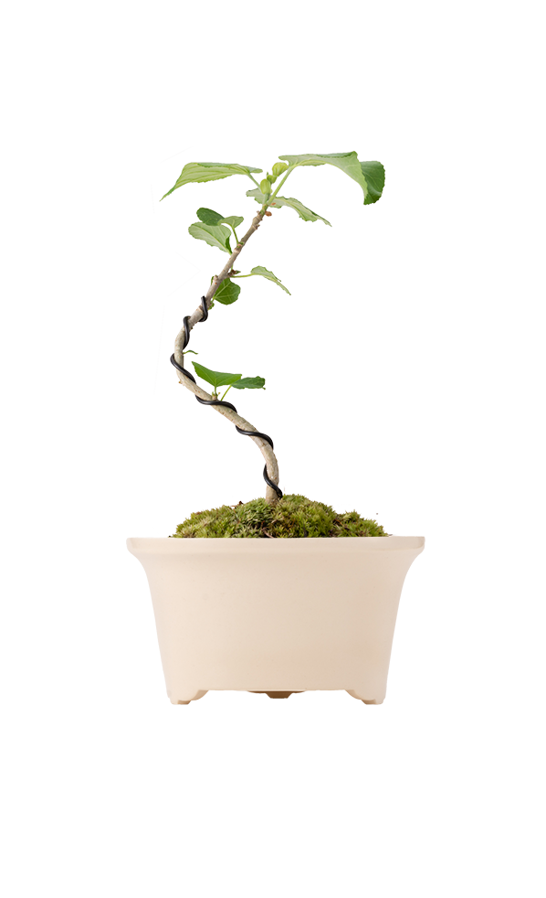 Bonsai MARU #02