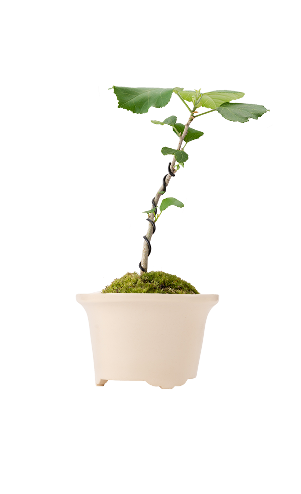 Bonsai MARU #02
