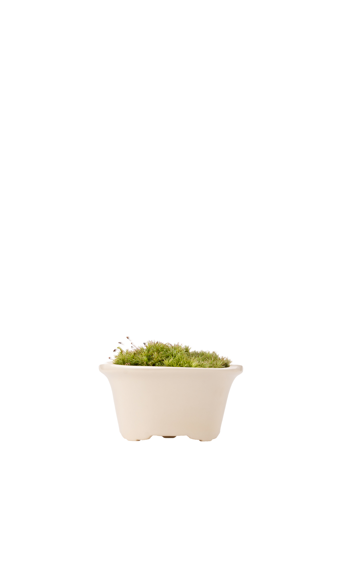 Bonsai MARU #01