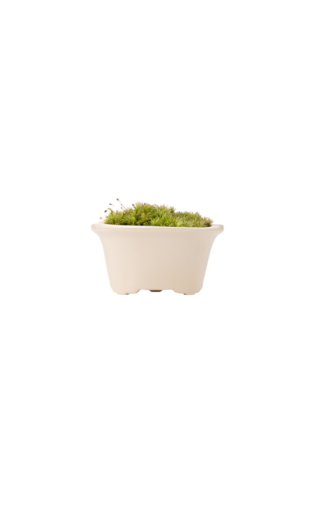 Bonsai MARU #01