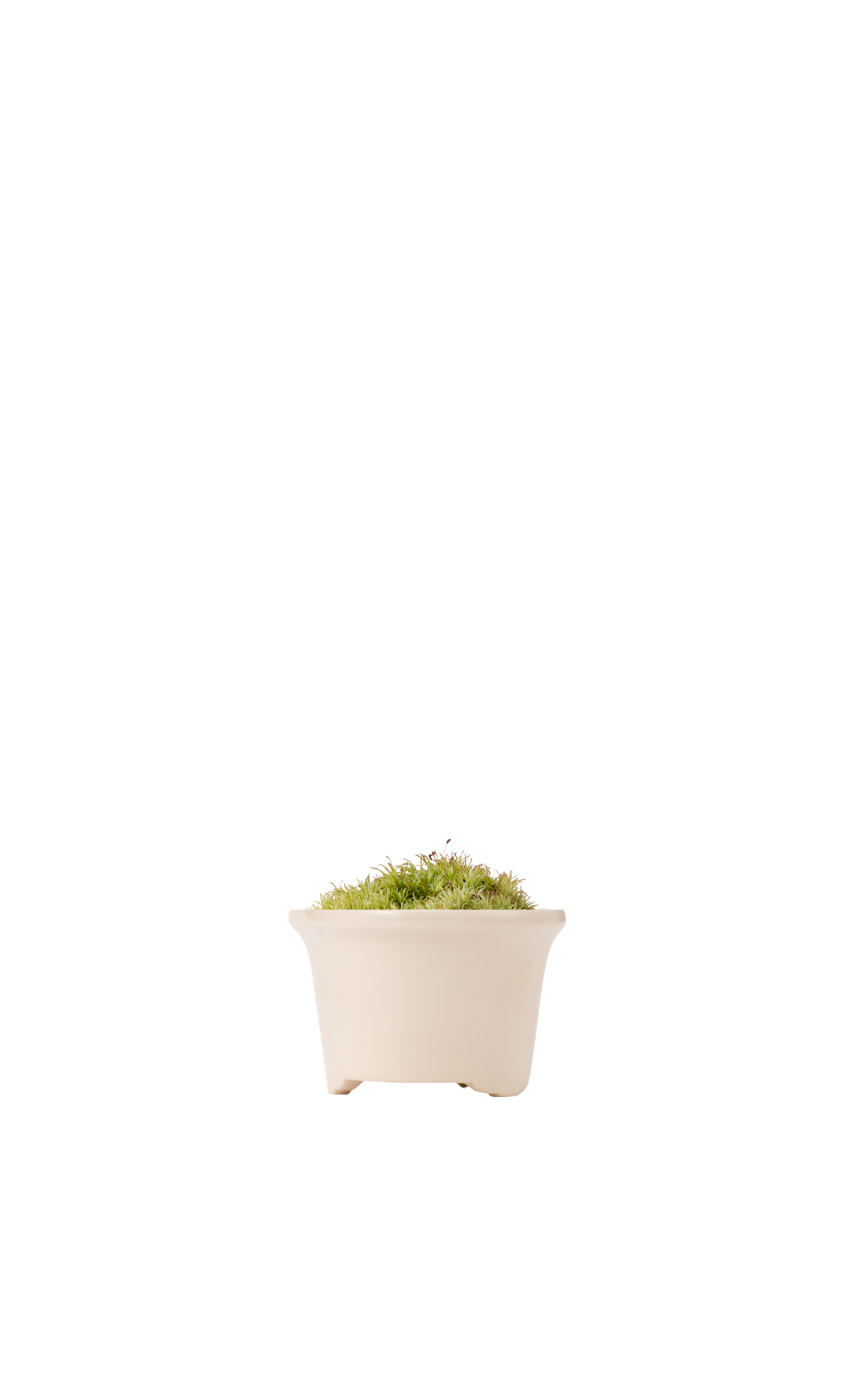 Bonsai MARU #01