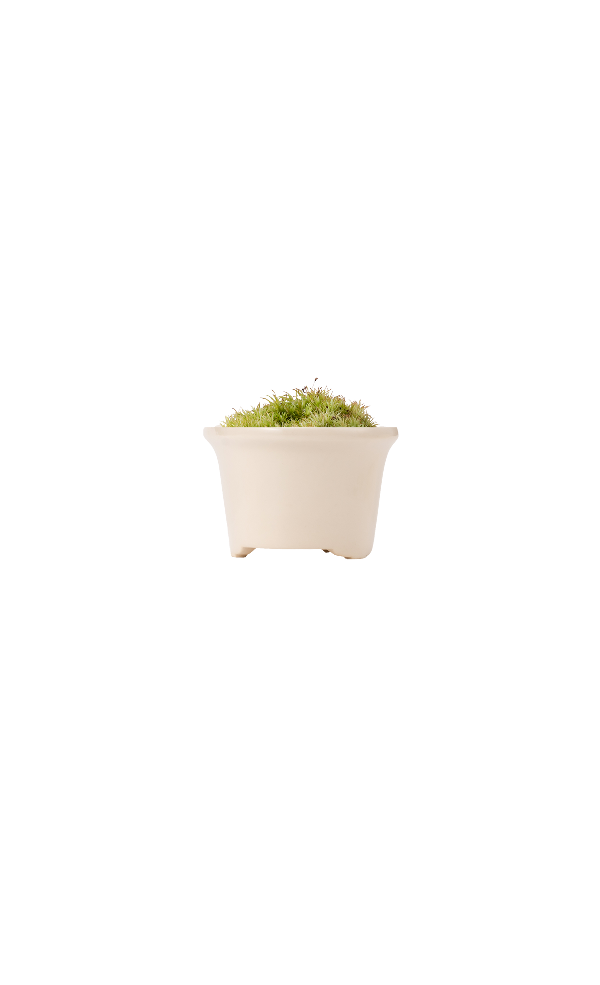 Bonsai MARU #01
